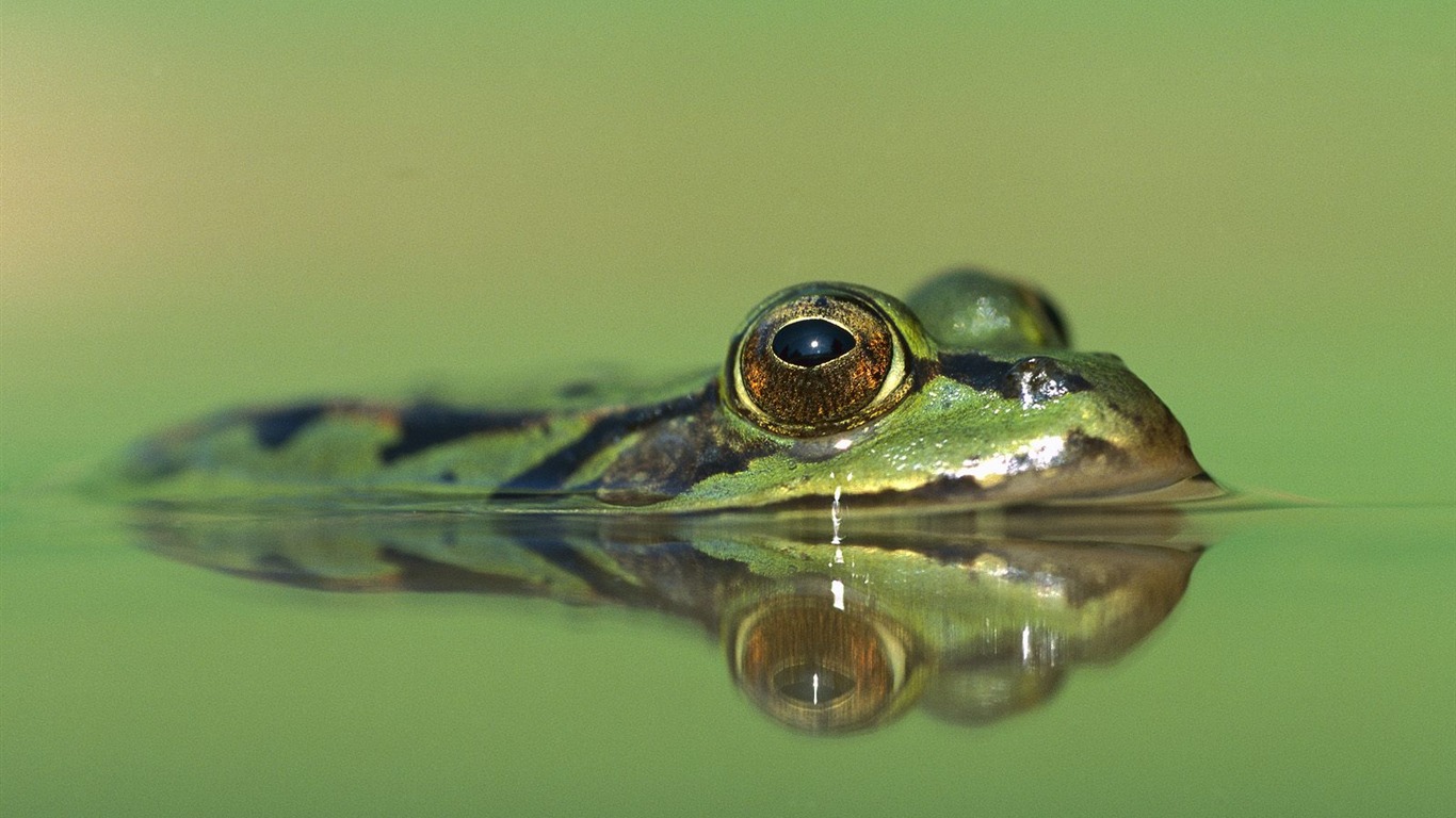 Fonds d'écran animaux Webshots (2) #11 - 1366x768