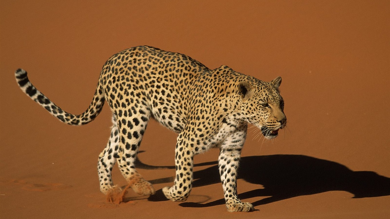 Webshotsの動物の壁紙(2) #13 - 1366x768