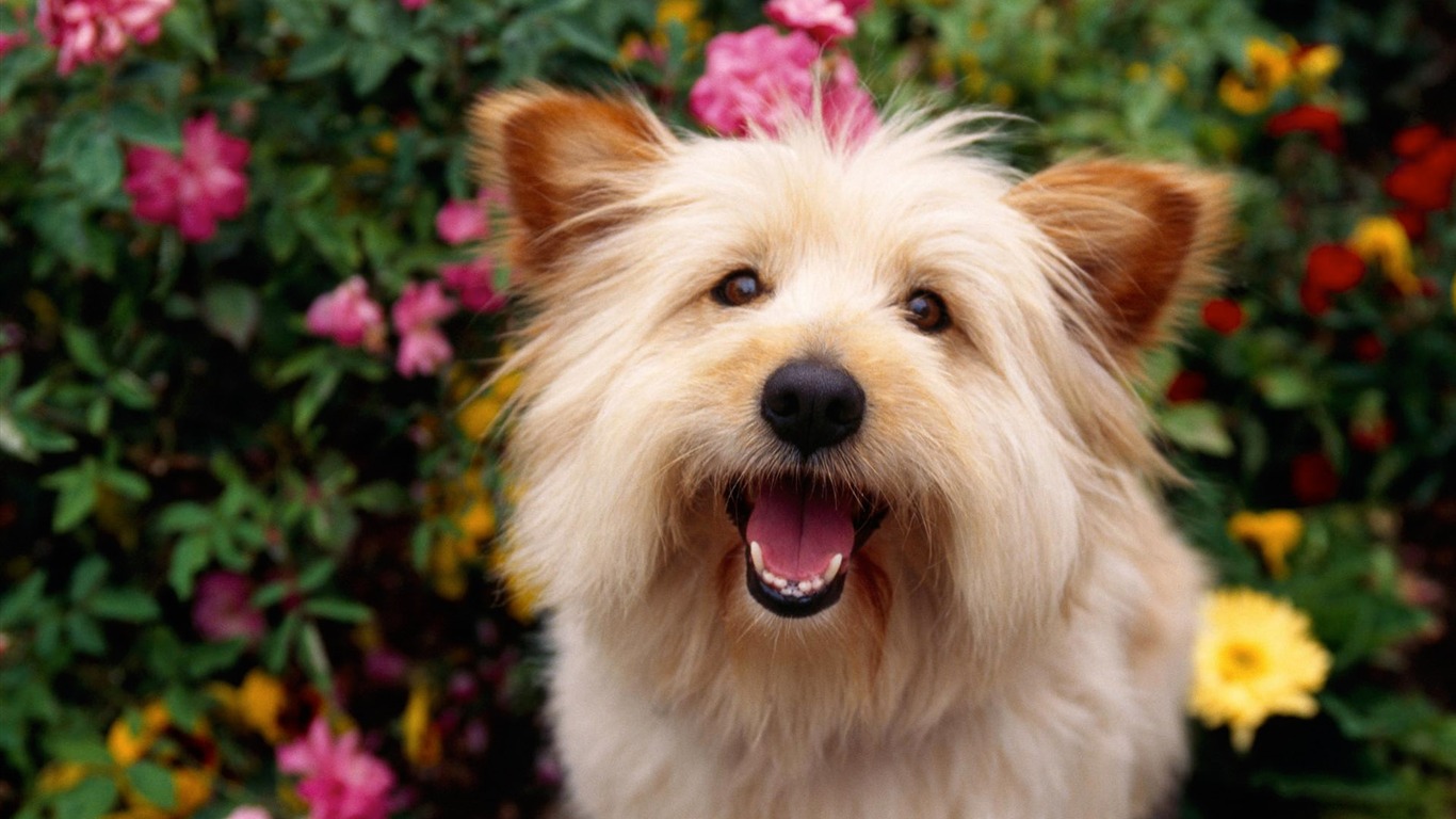 犬の壁紙、写真 #2 - 1366x768