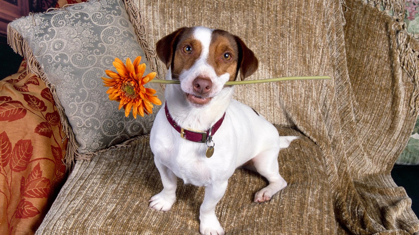 Wallpapers of pet dogs photo #4 - 1366x768