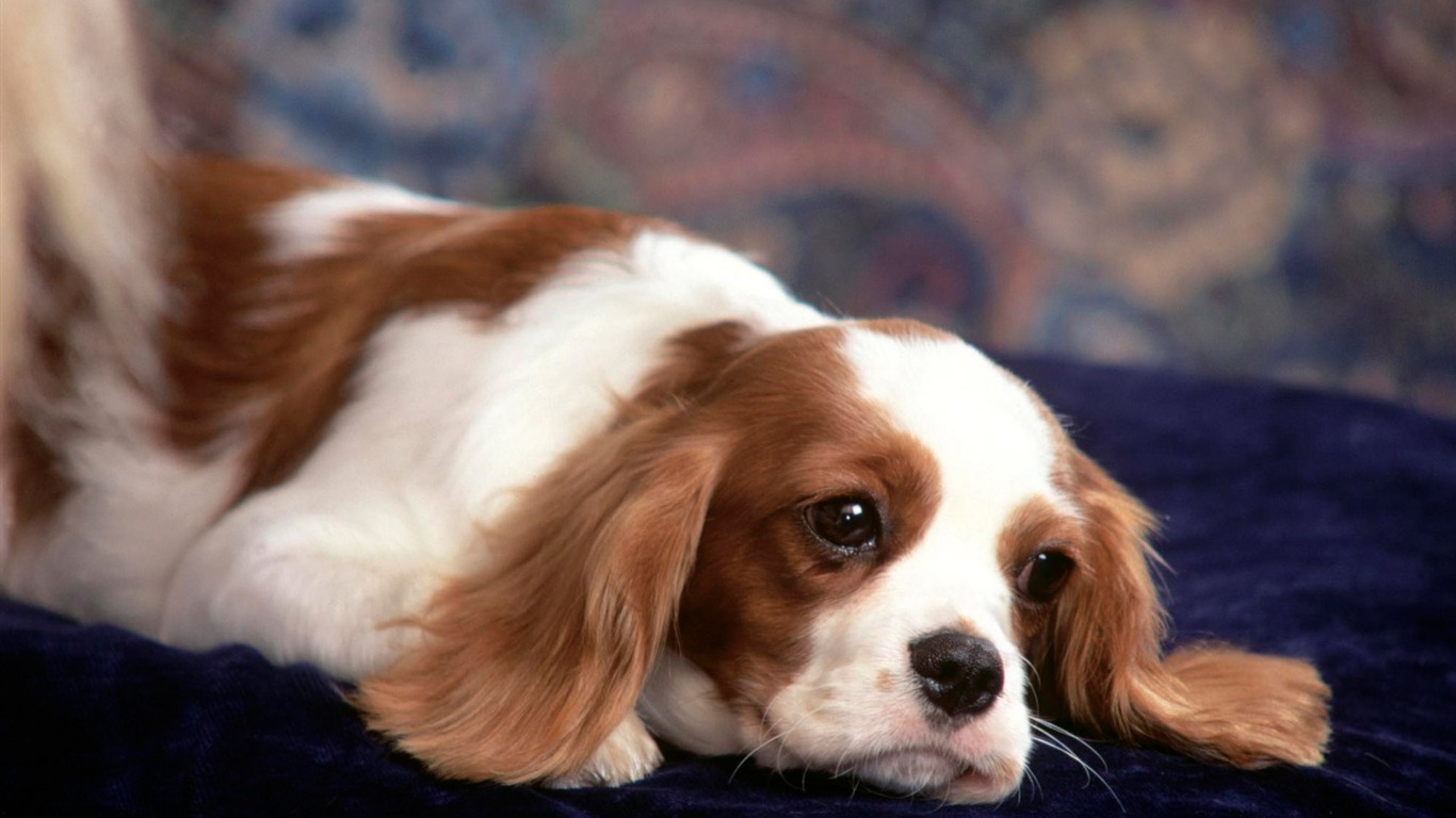 Wallpapers of pet dogs photo #8 - 1366x768