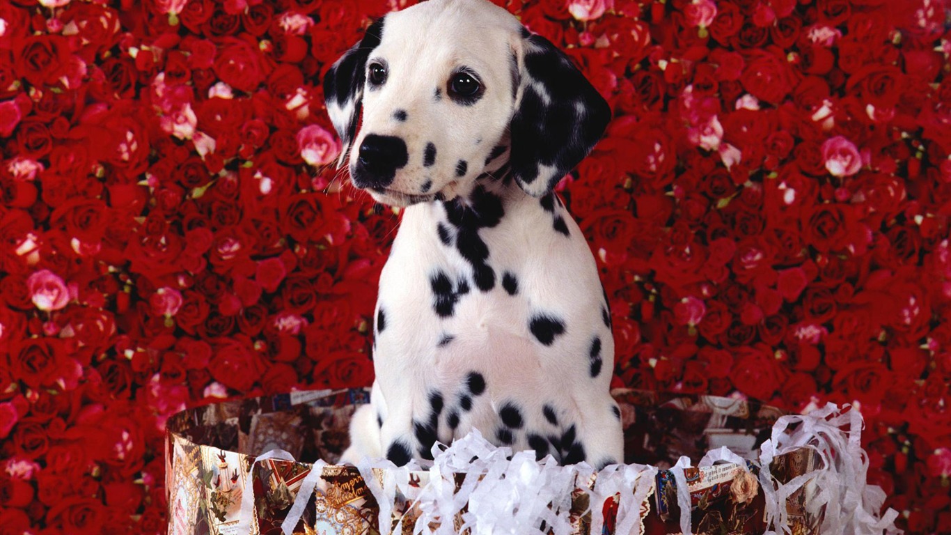 犬の壁紙、写真 #11 - 1366x768