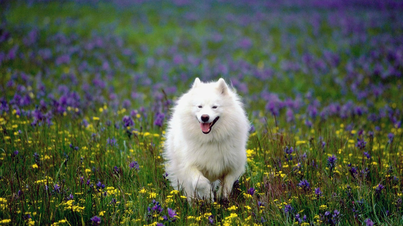 犬の壁紙、写真 #20 - 1366x768