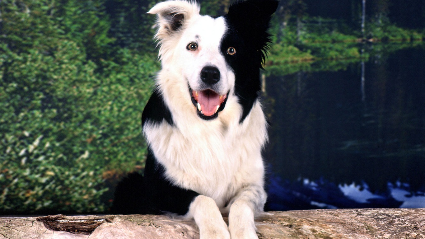 HD wallpaper roztomilý pes #5 - 1366x768