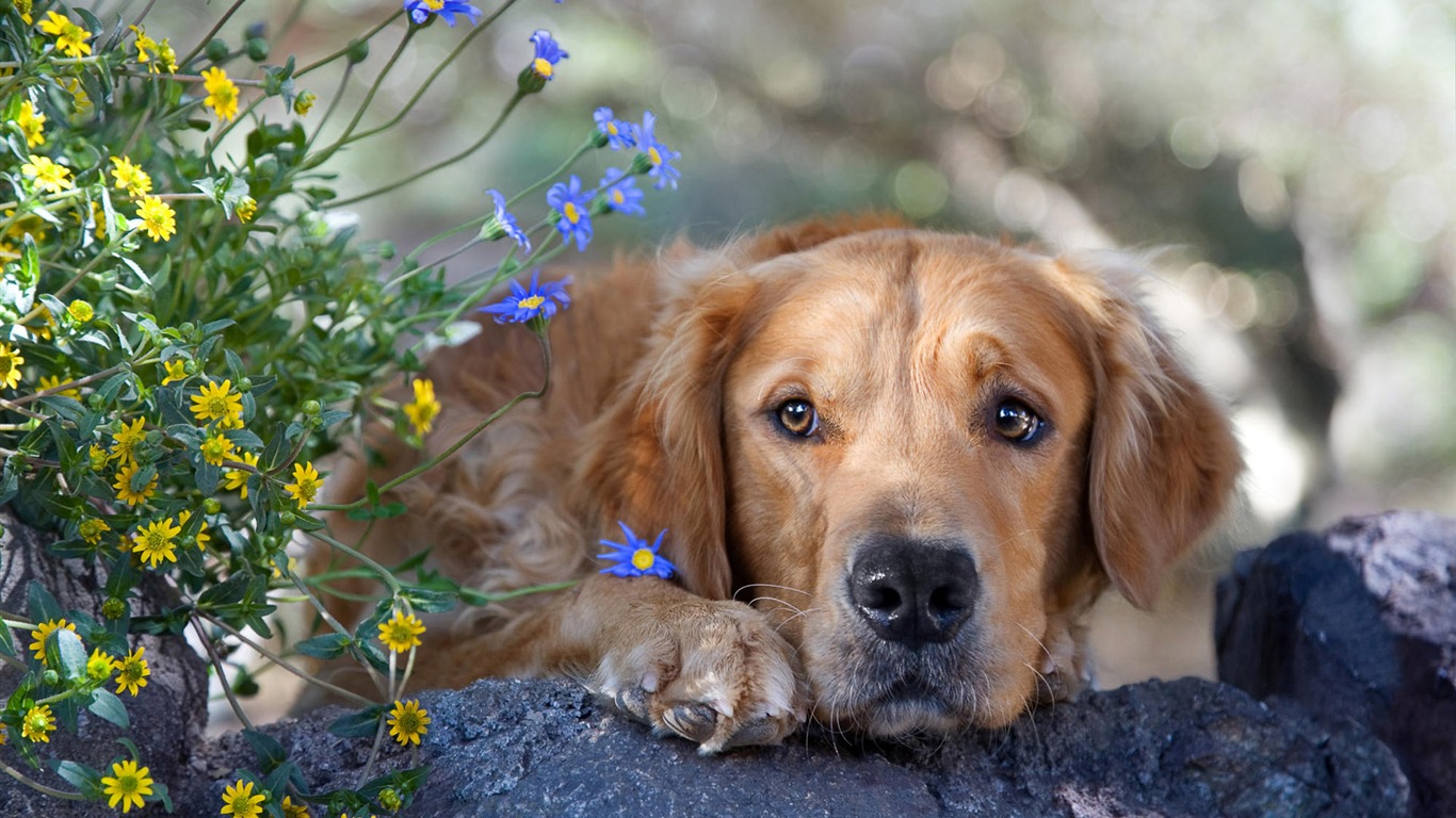 HD wallpaper cute dog #10 - 1366x768