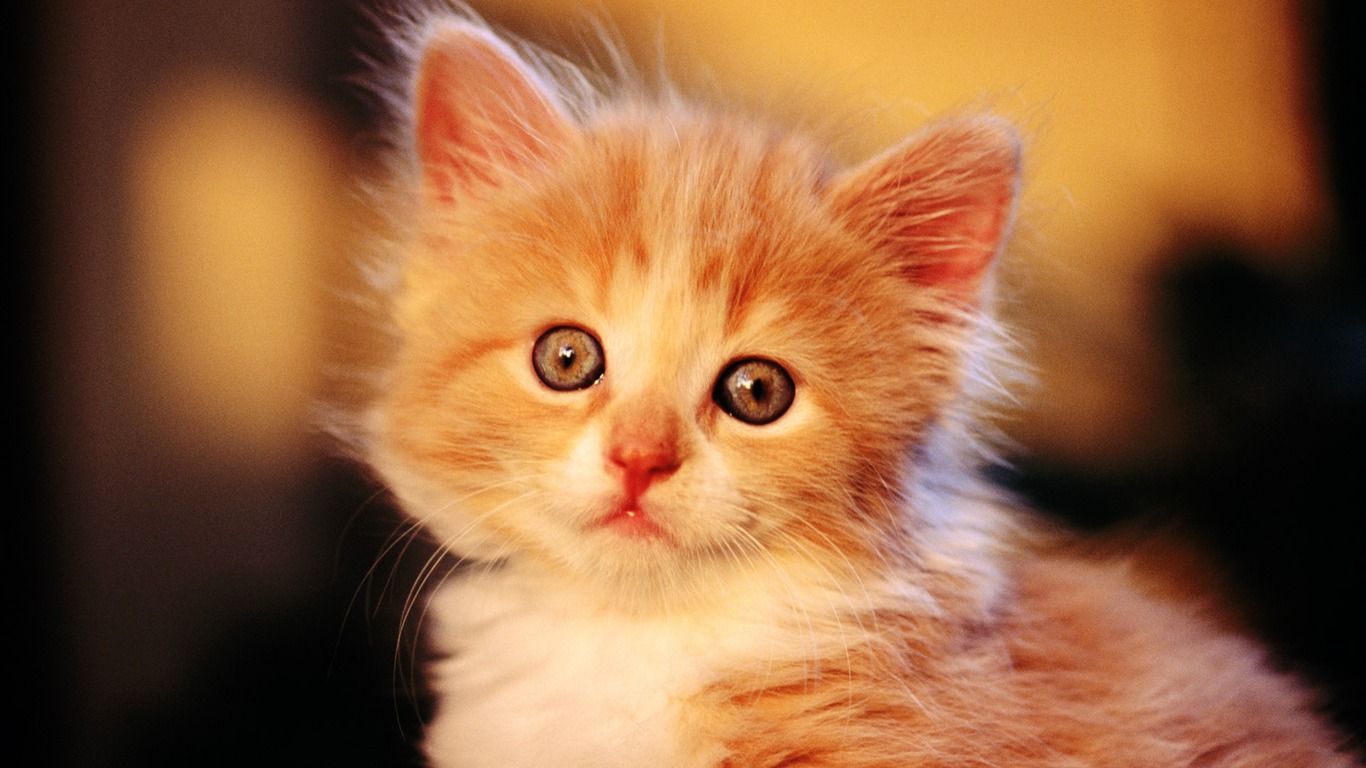 의 HD 벽지 귀여운 고양이 사진 #1 - 1366x768