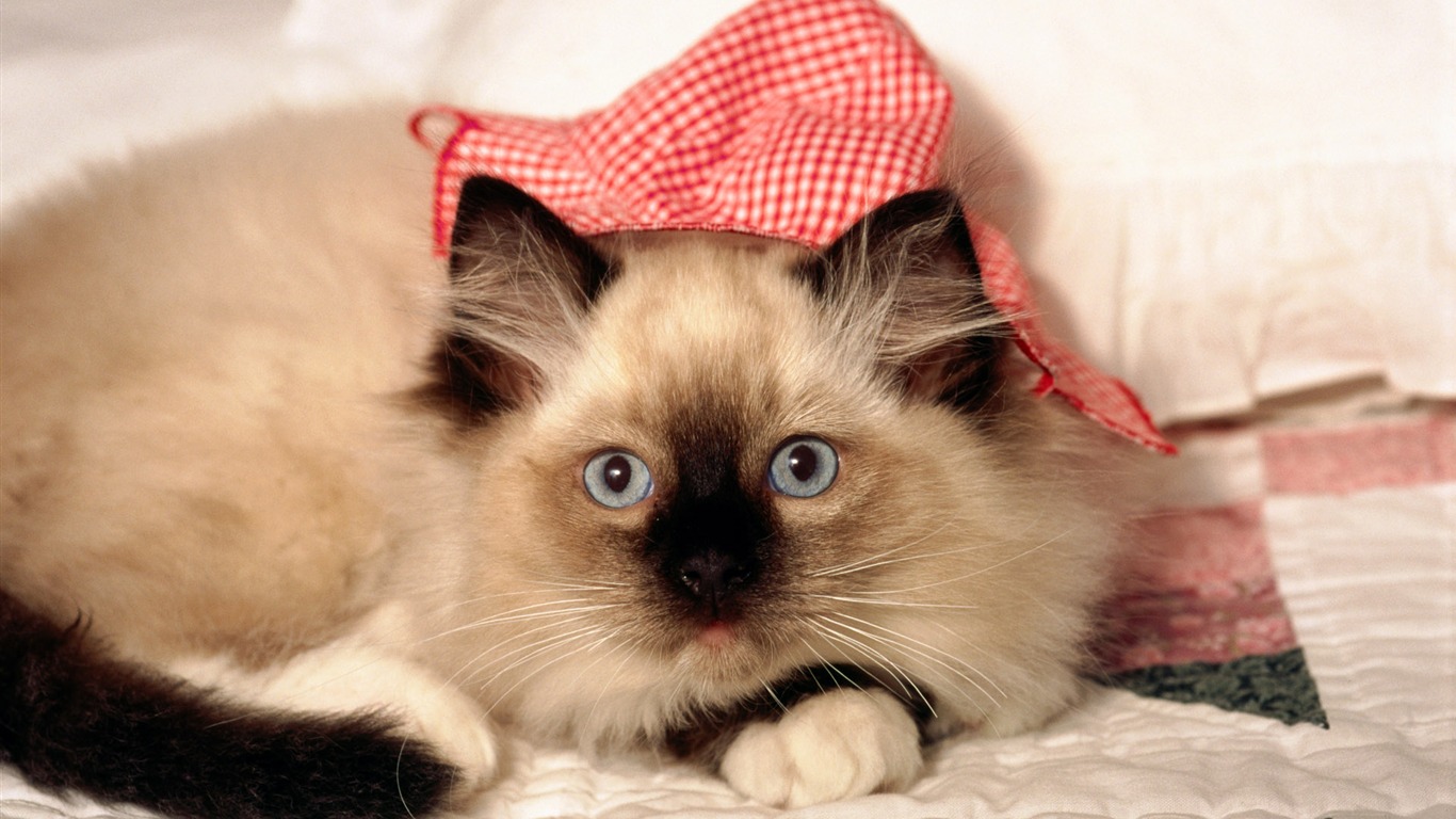 HD Wallpaper cute cat Foto #2 - 1366x768