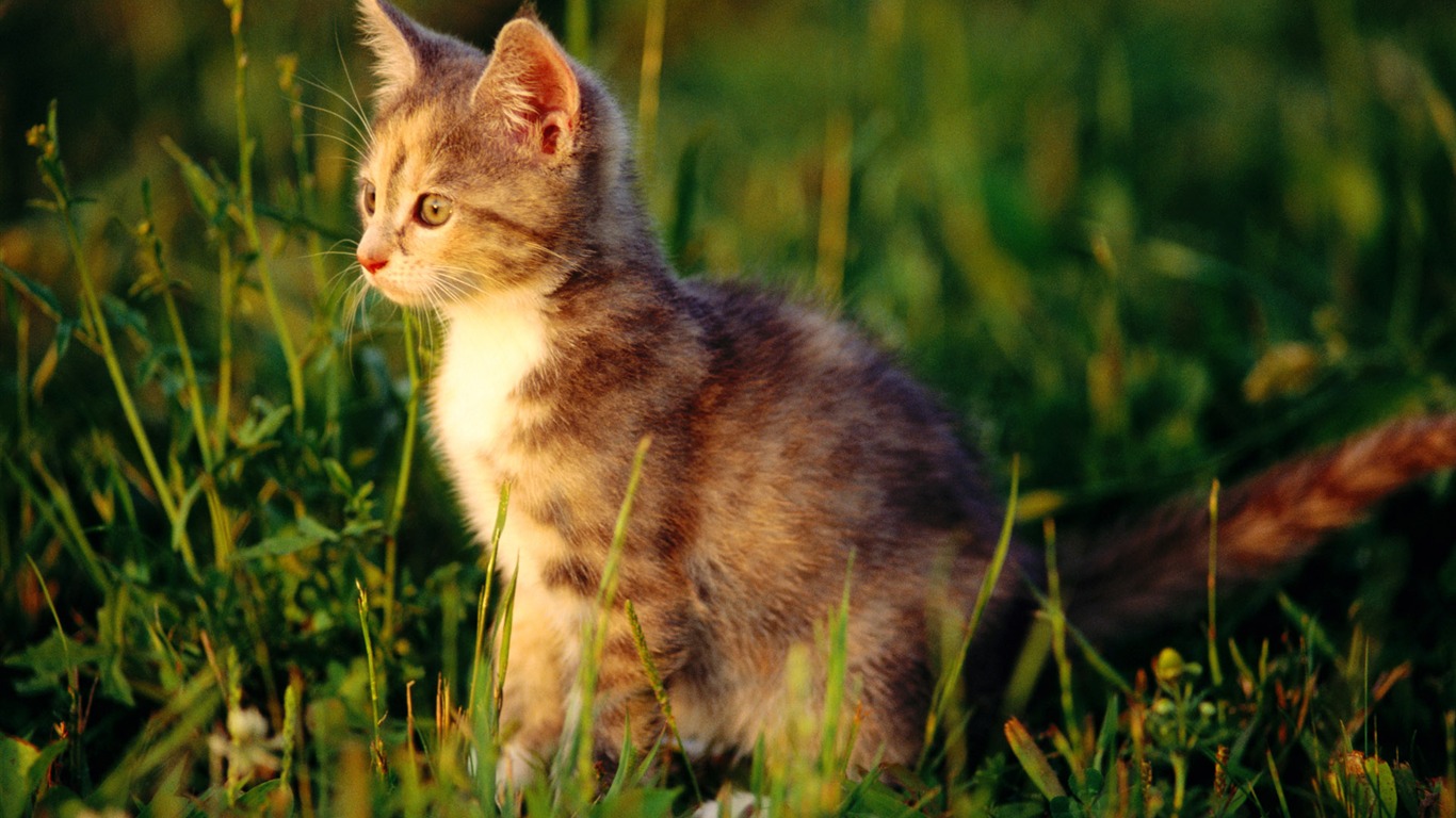 HD Wallpaper cute cat Foto #15 - 1366x768