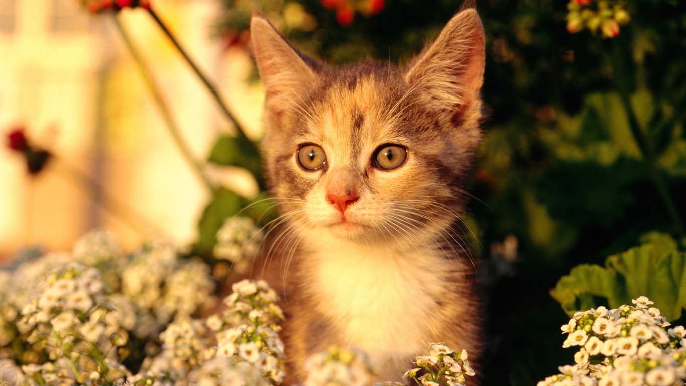 의 HD 벽지 귀여운 고양이 사진 #21 - 1366x768