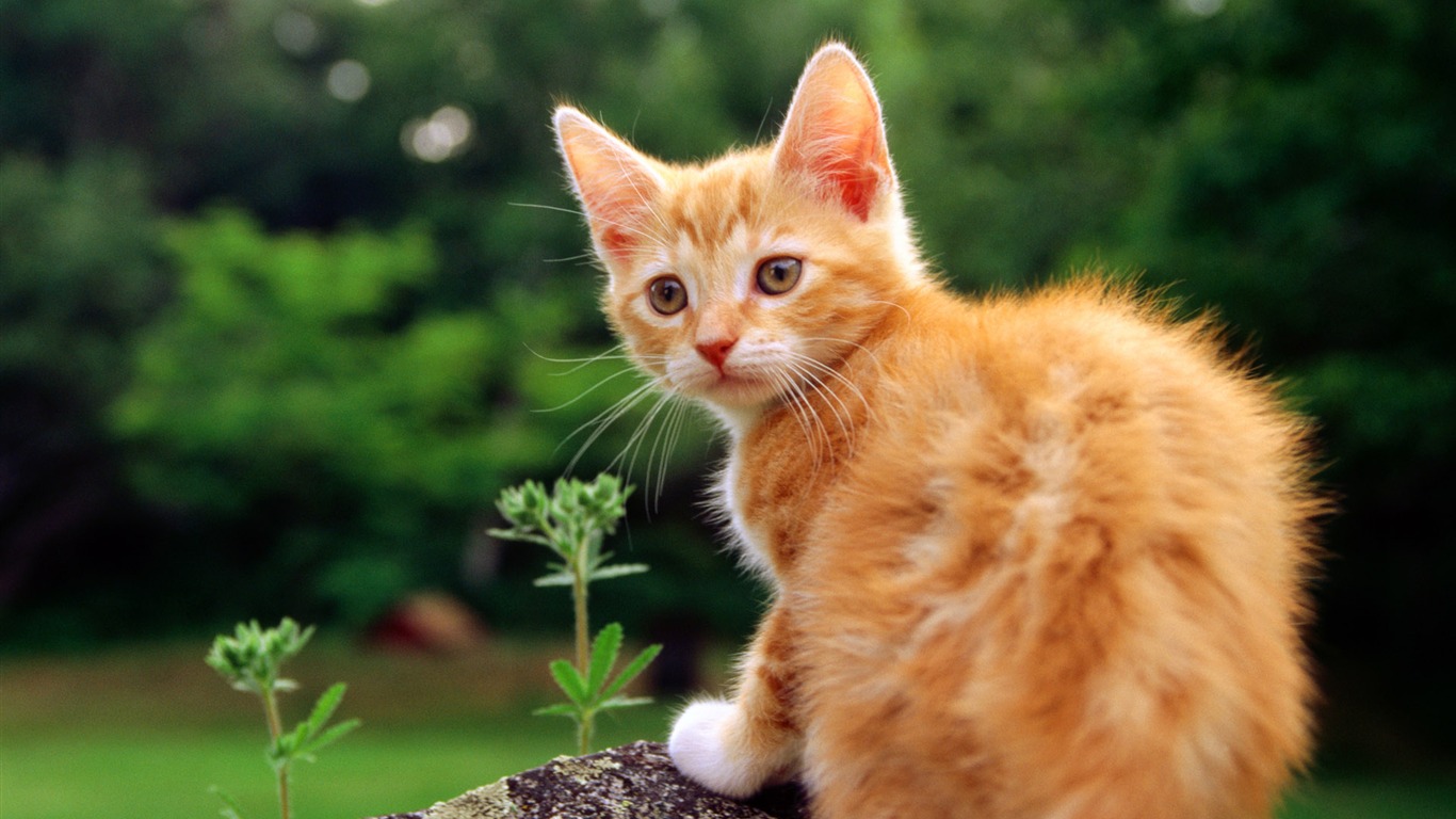 HD fotografía de fondo lindo gatito #23 - 1366x768