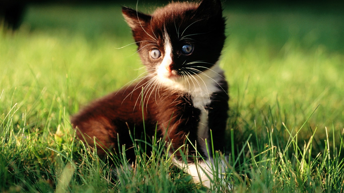 HD wallpaper roztomilé kočky foto #24 - 1366x768