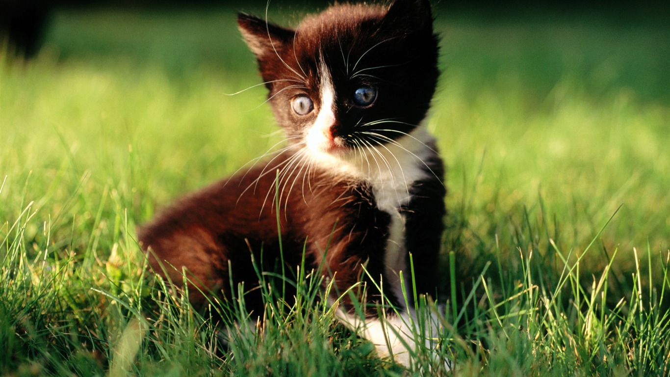 HD fotografía de fondo lindo gatito #24 - 1366x768