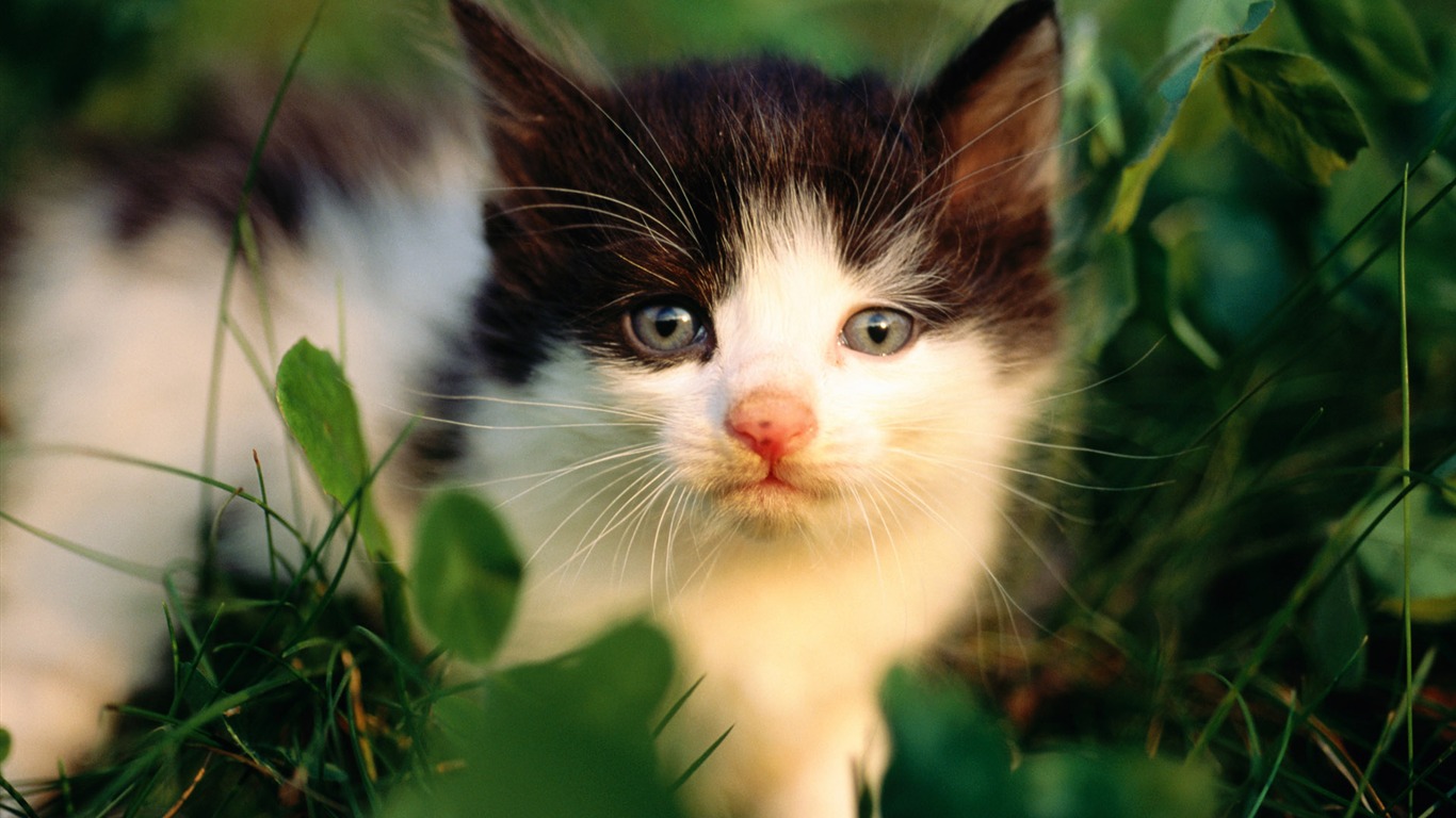 HD fotografía de fondo lindo gatito #25 - 1366x768