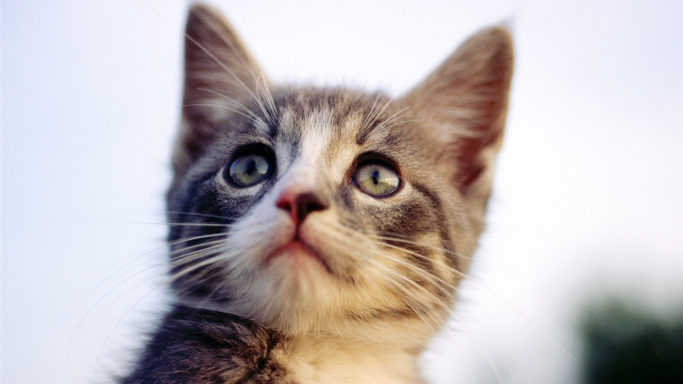 HD fotografía de fondo lindo gatito #26 - 1366x768