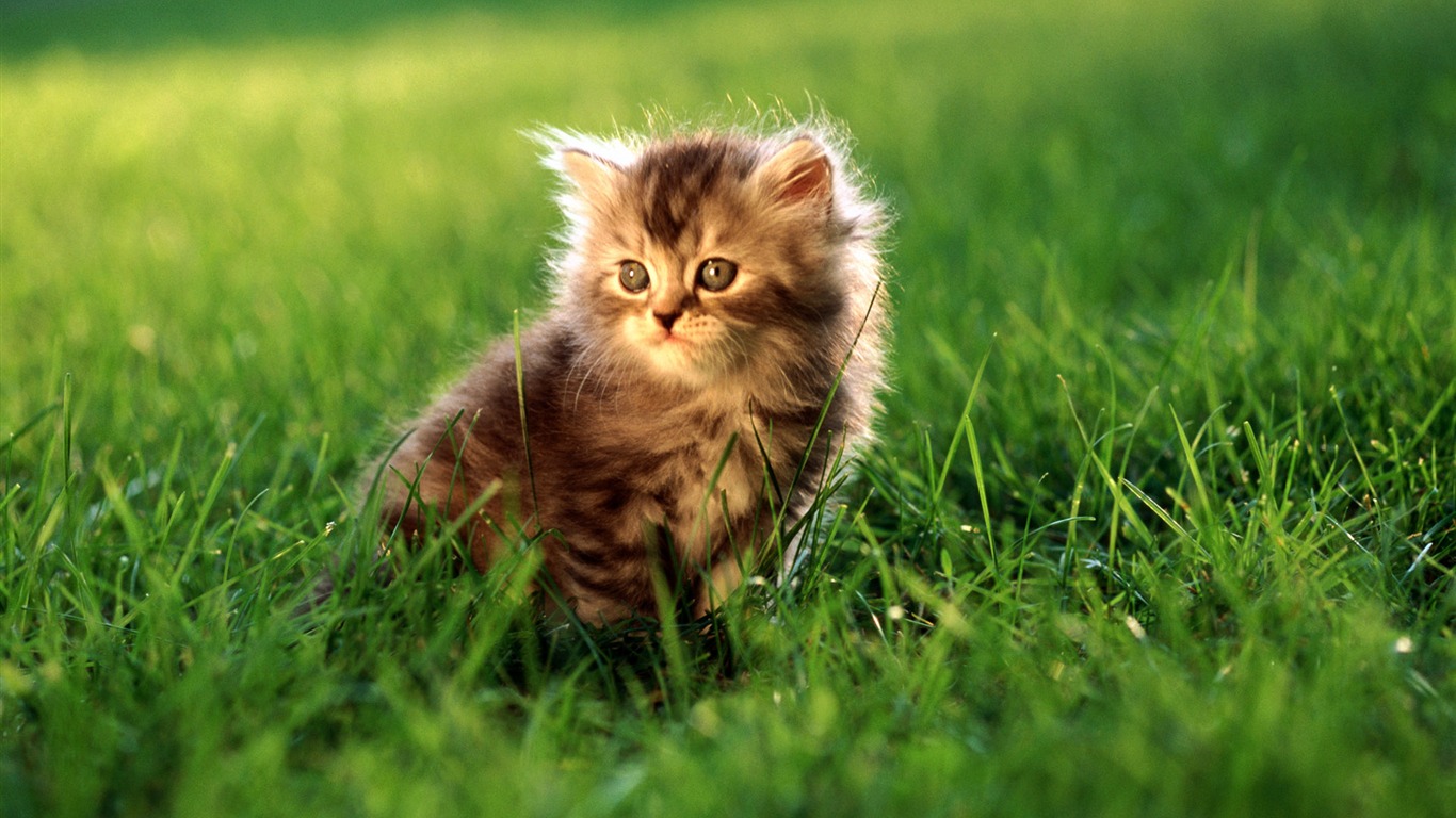 의 HD 벽지 귀여운 고양이 사진 #27 - 1366x768