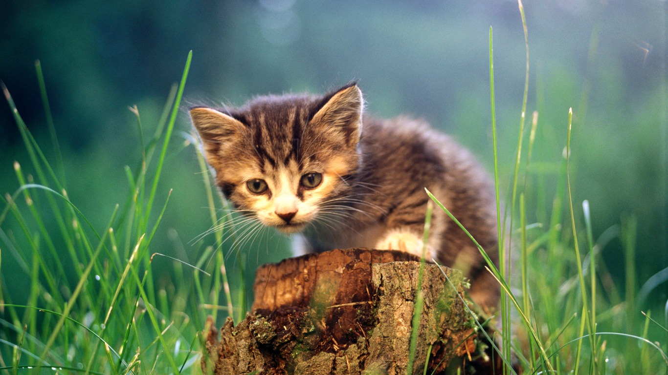 HD wallpaper cute cat photo #28 - 1366x768