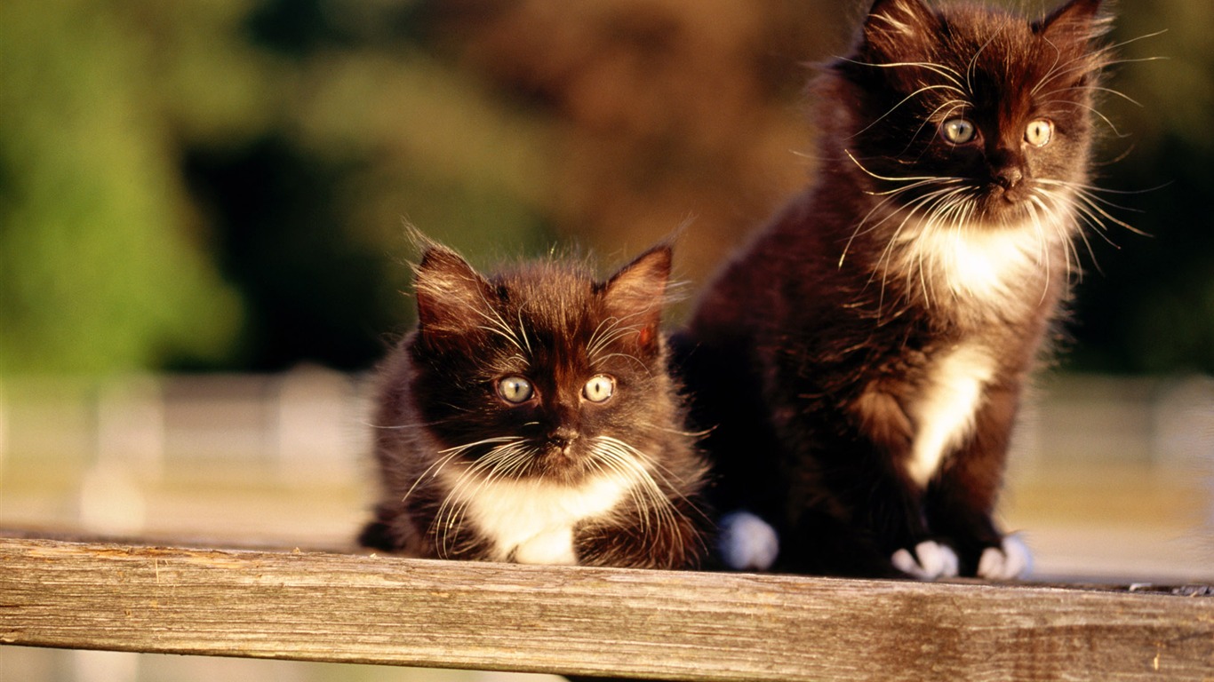 HD fotografía de fondo lindo gatito #30 - 1366x768