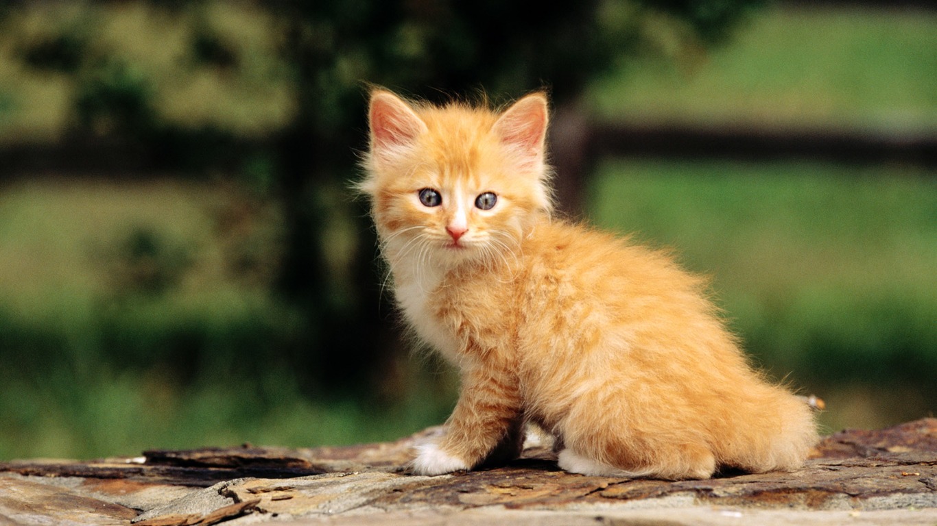 HD fotografía de fondo lindo gatito #31 - 1366x768