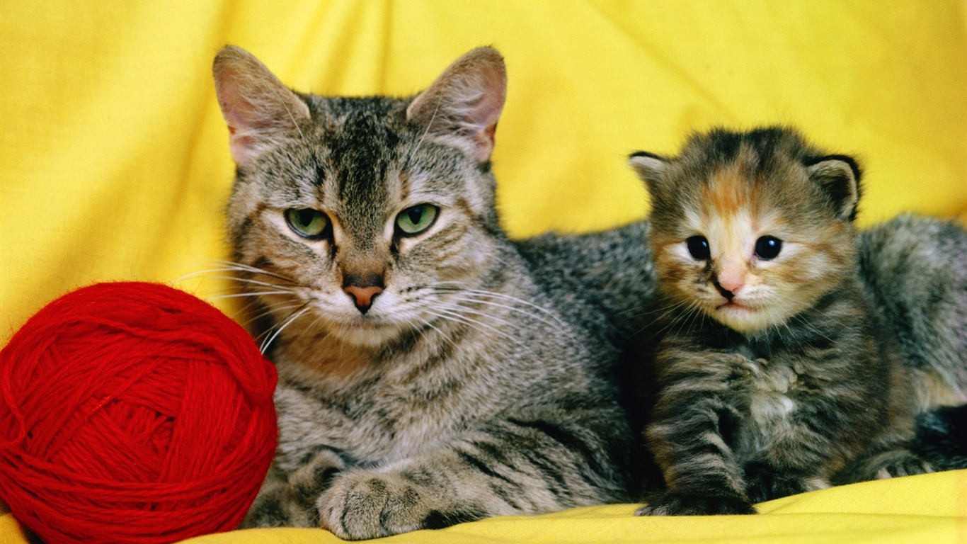 HD fotografía de fondo lindo gatito #32 - 1366x768