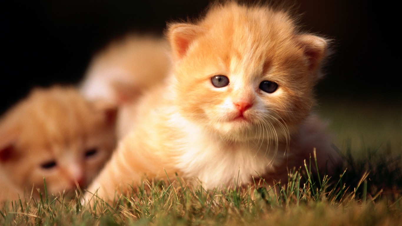 HD fotografía de fondo lindo gatito #35 - 1366x768