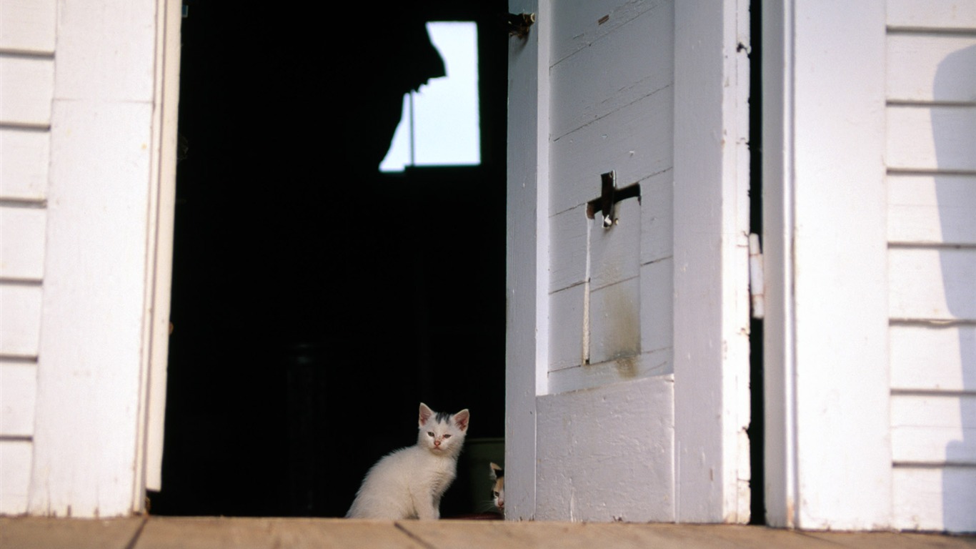 의 HD 벽지 귀여운 고양이 사진 #36 - 1366x768