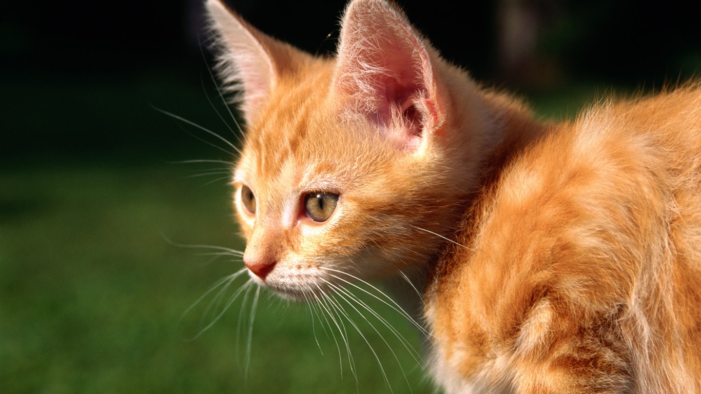 HD fotografía de fondo lindo gatito #37 - 1366x768