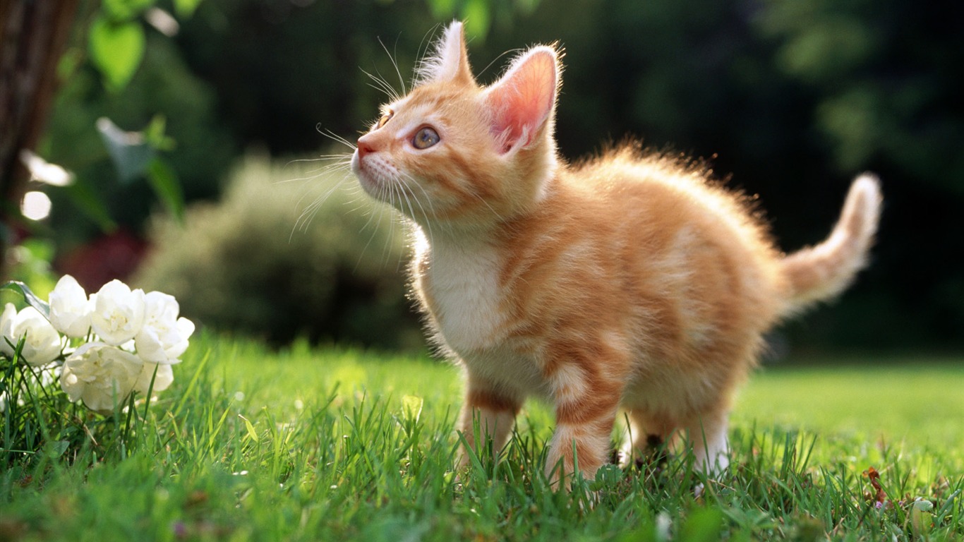 HD fotografía de fondo lindo gatito #39 - 1366x768