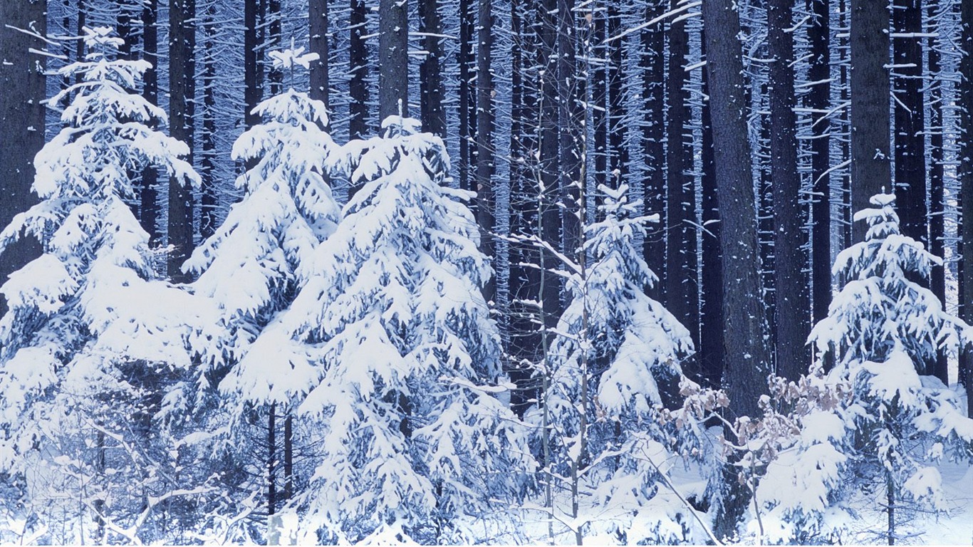 Nejlepší Tapety na plochu (2) #5 - 1366x768