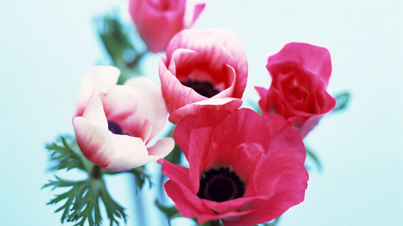 室中花精美壁紙 #5 - 1366x768