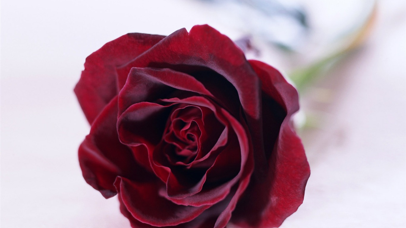 室中花精美壁纸11 - 1366x768