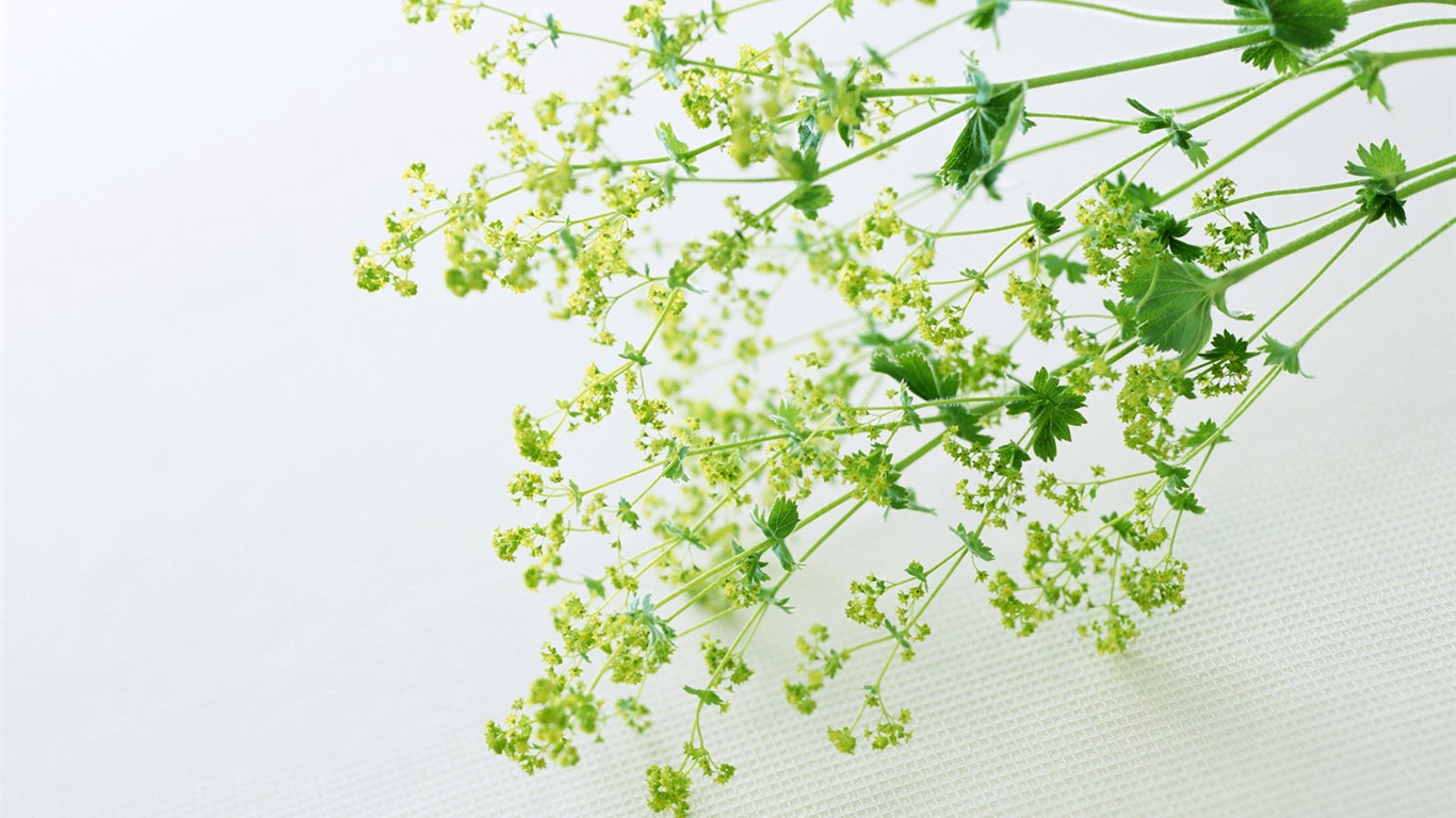 室中花精美壁紙 #17 - 1366x768