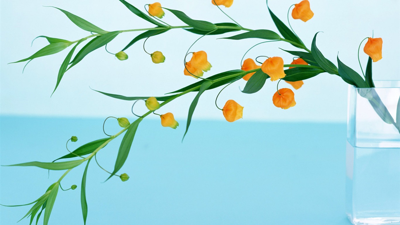 室中花精美壁紙 #21 - 1366x768