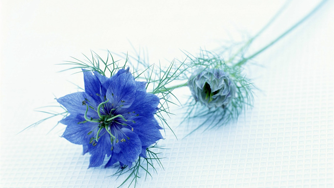 室中花精美壁纸22 - 1366x768