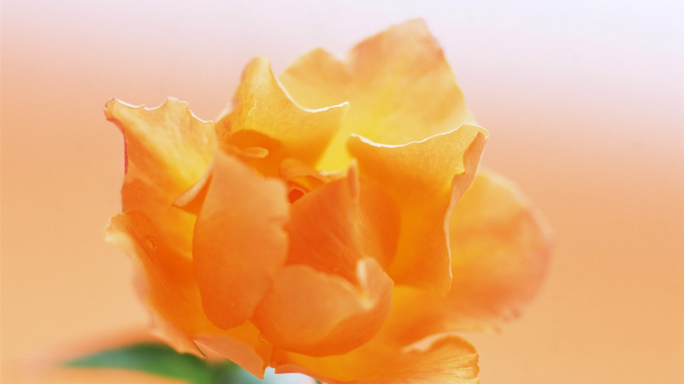 室中花精美壁紙 #24 - 1366x768