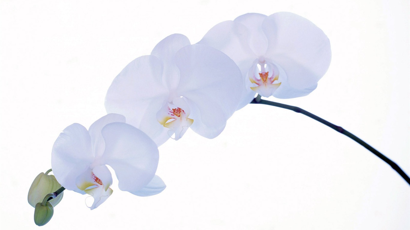 室中花精美壁紙 #32 - 1366x768