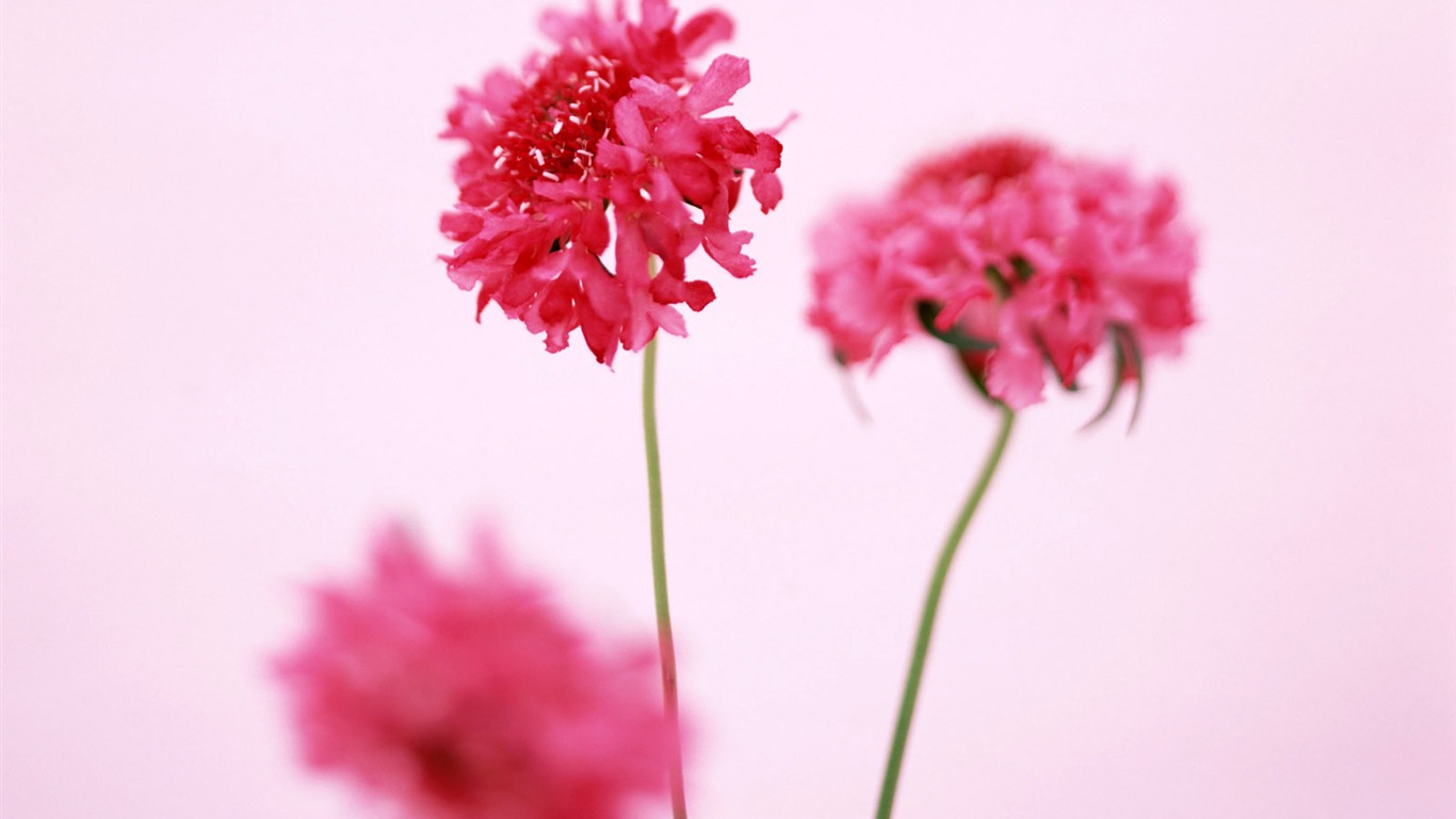 Chambre, le papier peint de fleurs exquises #33 - 1366x768