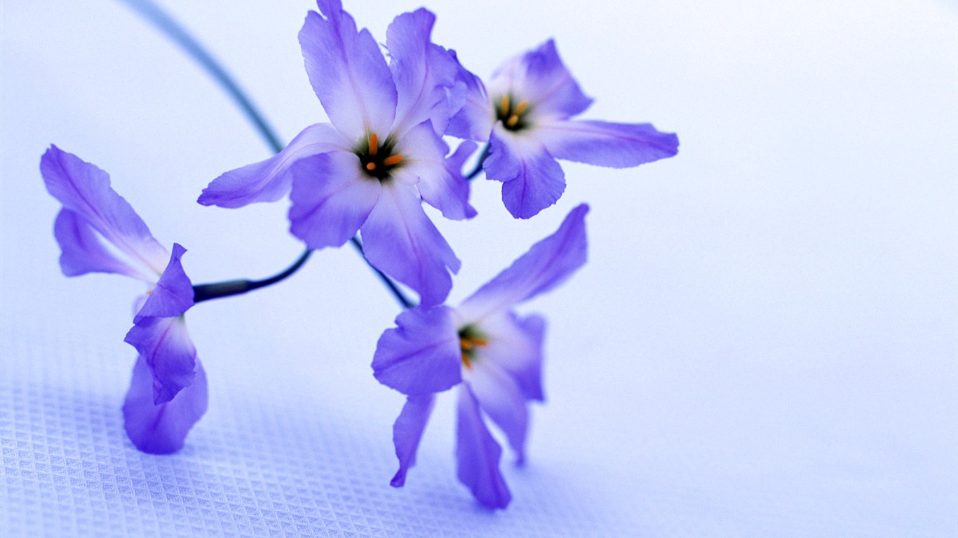 Chambre, le papier peint de fleurs exquises #36 - 1366x768