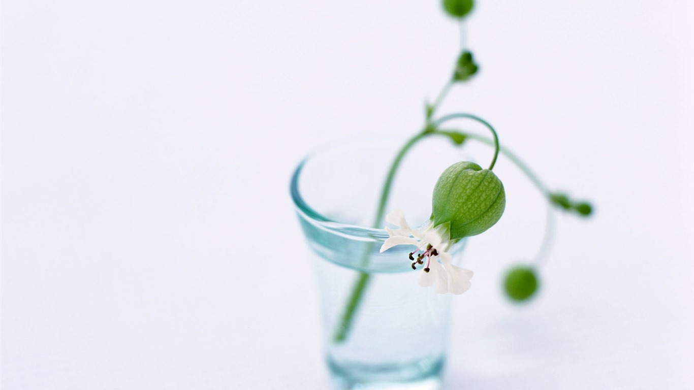 室中花精美壁紙 #37 - 1366x768