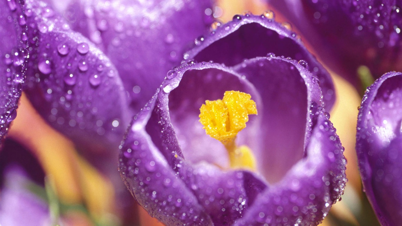 HD wallpaper květiny v plném květu #4 - 1366x768