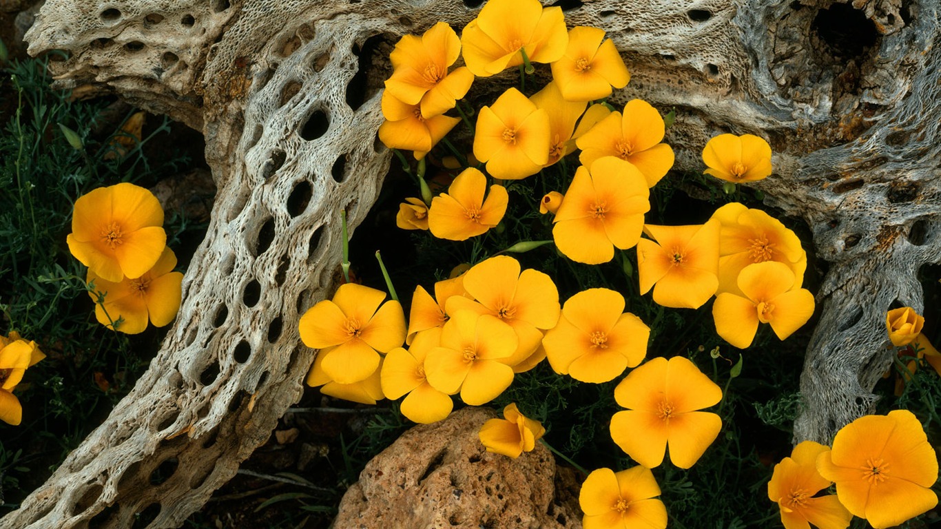HD wallpaper květiny v plném květu #6 - 1366x768