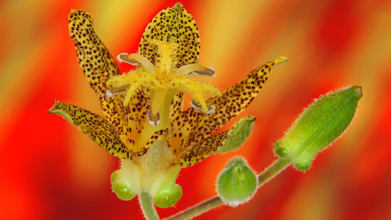 HD wallpaper flowers in full bloom #7 - 1366x768