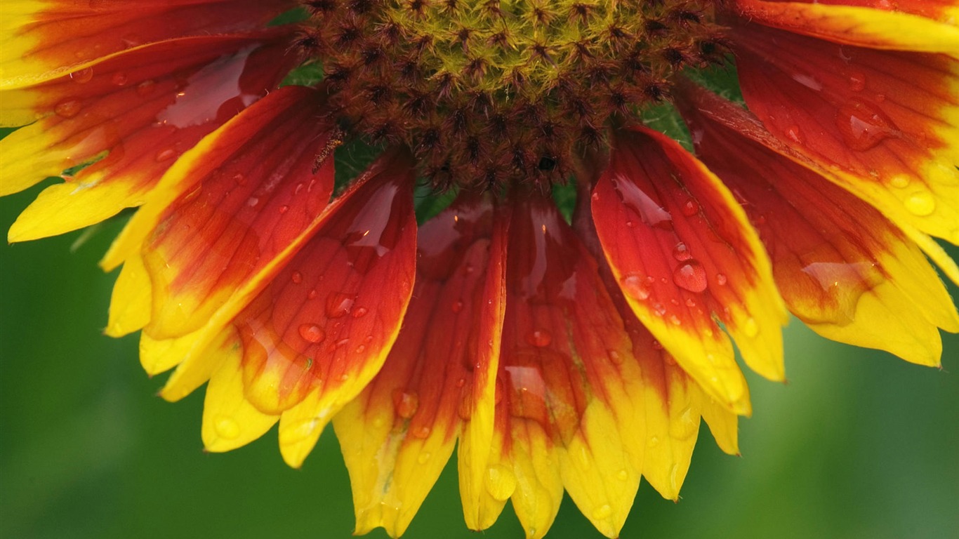 HD wallpaper květiny v plném květu #9 - 1366x768