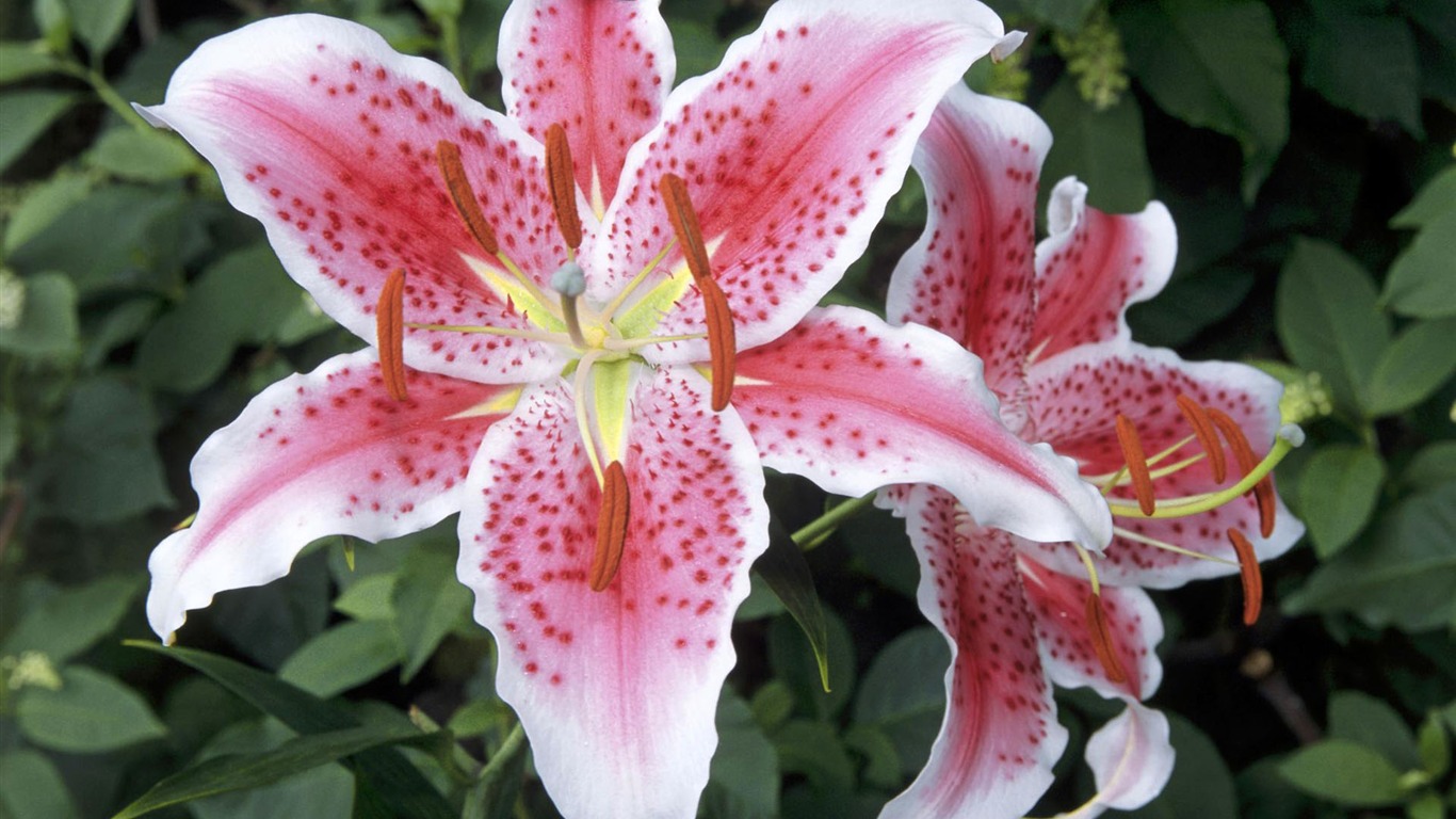 盛開鮮花 高清壁紙 #14 - 1366x768