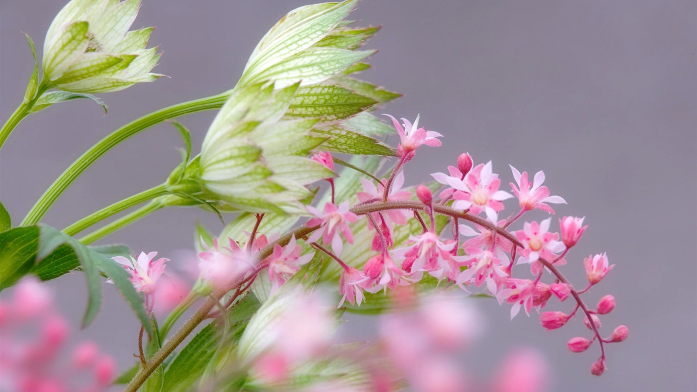 盛開鮮花 高清壁紙 #17 - 1366x768