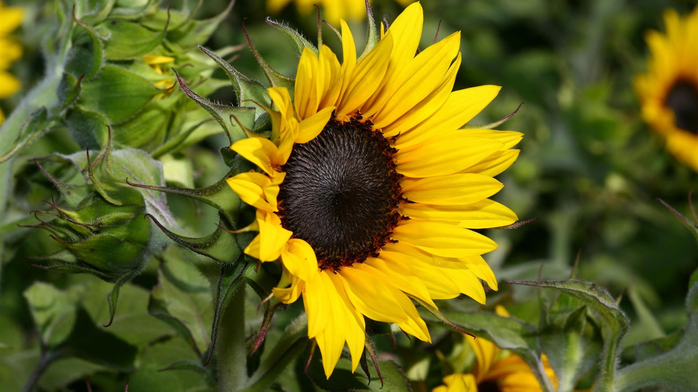 HD wallpaper flowers in full bloom #19 - 1366x768