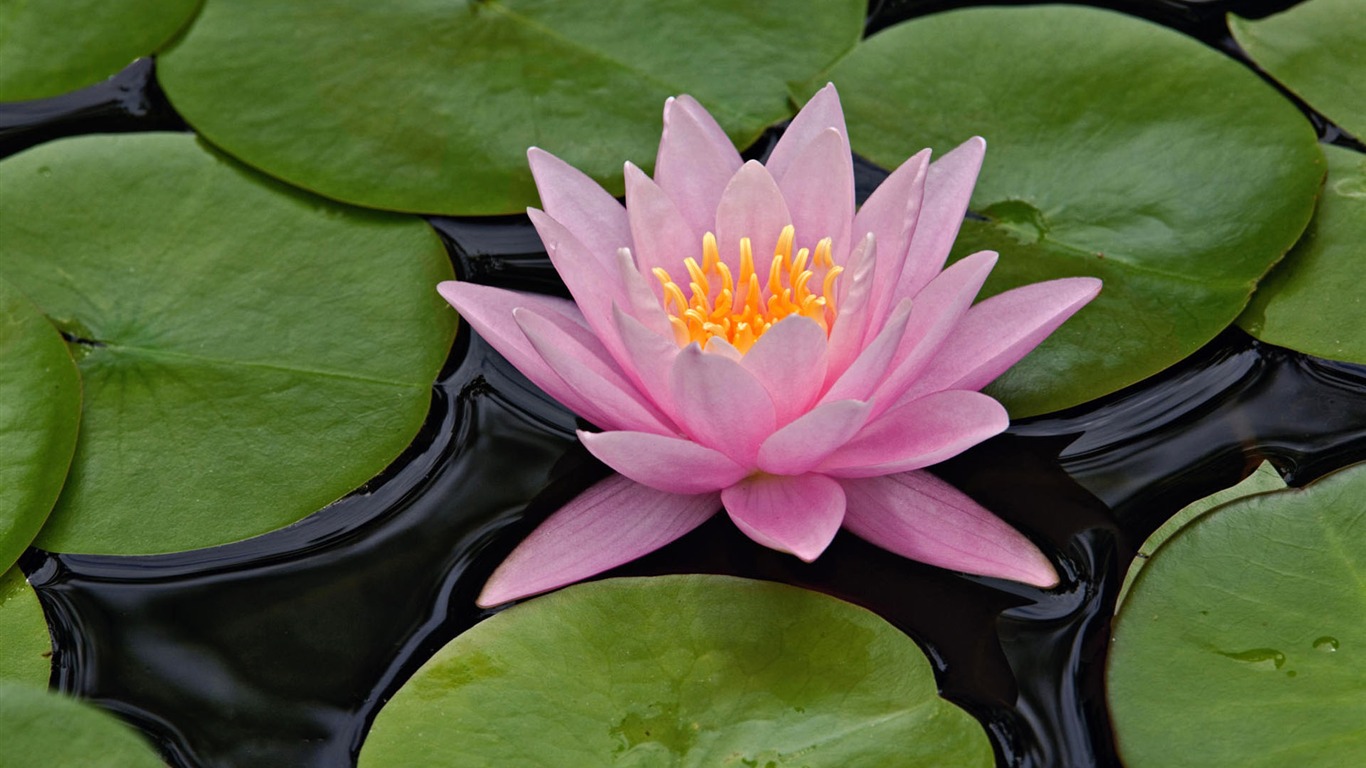 盛開鮮花 高清壁紙 #21 - 1366x768