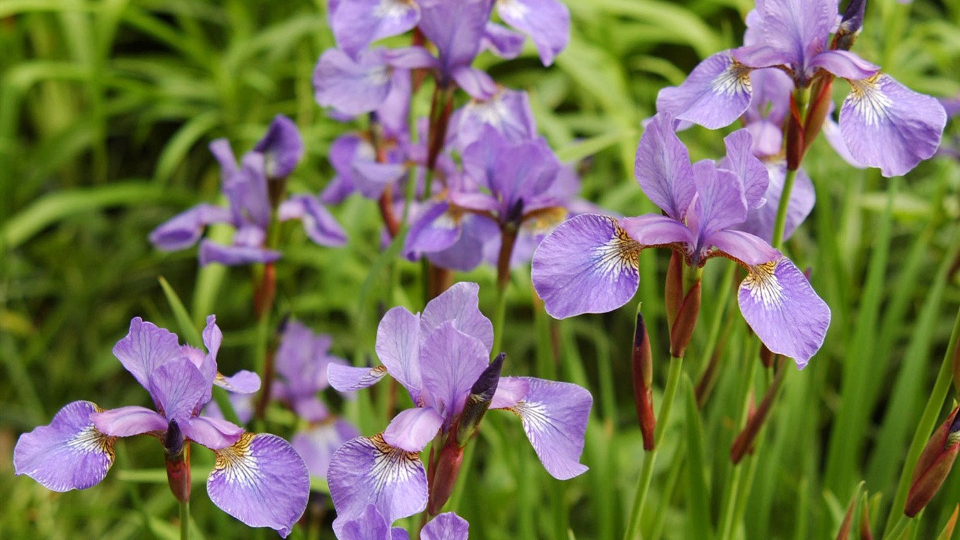 盛開鮮花 高清壁紙 #22 - 1366x768