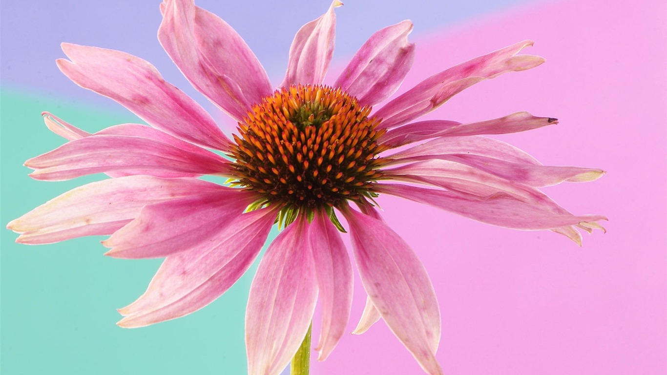 盛開鮮花 高清壁紙 #23 - 1366x768
