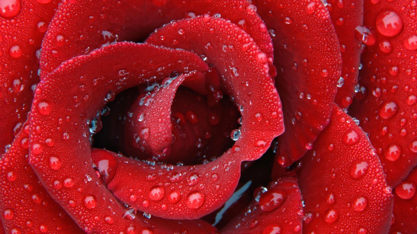 盛開鮮花 高清壁紙 #26 - 1366x768