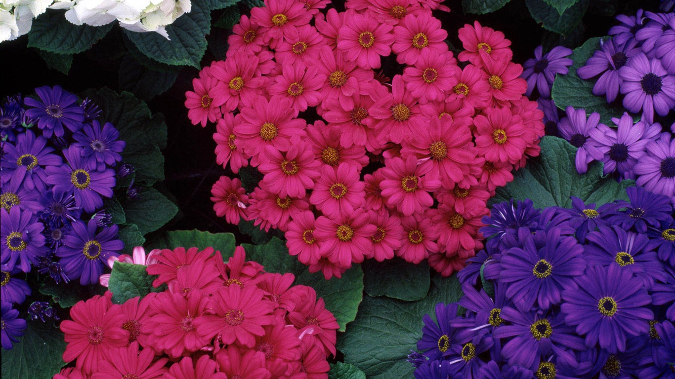 盛開鮮花 高清壁紙 #28 - 1366x768